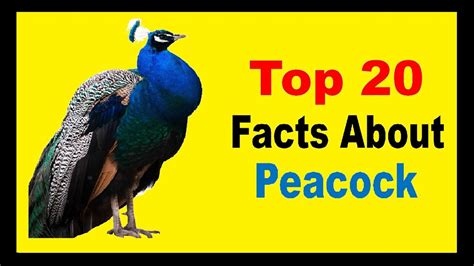 Peacock - Facts - YouTube