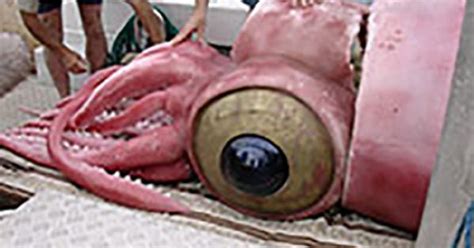 Colossal Squid on deck showing gigantic eye -- the largest eye in the animal kingdom ...