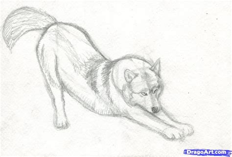 Realistic Wolf Drawing Tutorial | How to Draw a Realistic Wolf, Step by ...