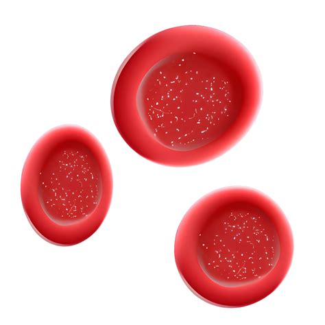 des globules rouges 21357762 PNG