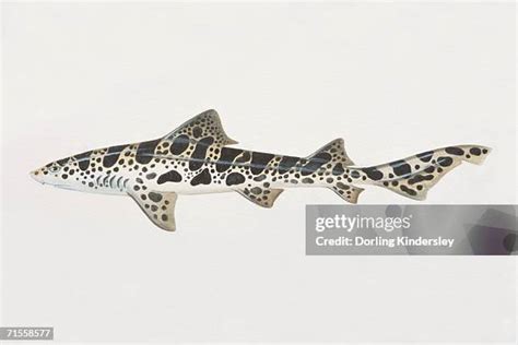 169 Shark Side View Stock Photos, High-Res Pictures, and Images - Getty ...