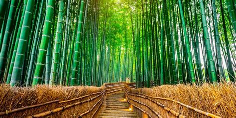 234 Wallpaper Hutan Bambu Jepang Pics - MyWeb