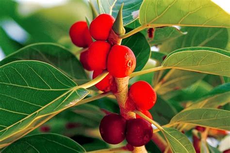 indian banyan tree fruit - Google Search | Banyan tree, Ficus, Fruit