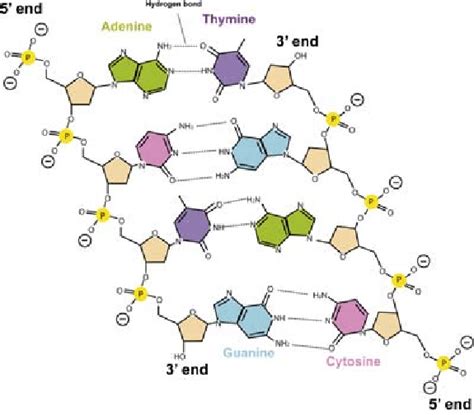 Dna Backbone Structure