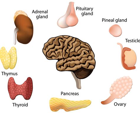 All About Hormones: How they Function to Keep You Healthy - Ask The Scientists