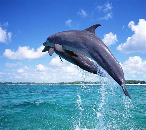 Ocean animals pictures dolphins | Animal Big