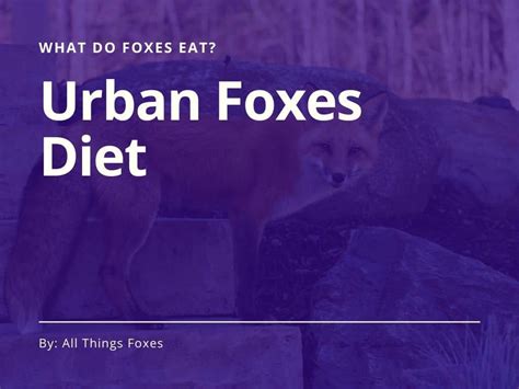 What Do Foxes Eat? | Pet Fox Diet - All Things Foxes