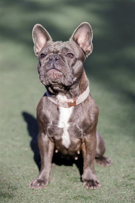 1-Year-Old Blue Brindle Frenchie Female Sitting and Looking Up Stock Image - Image of canine ...