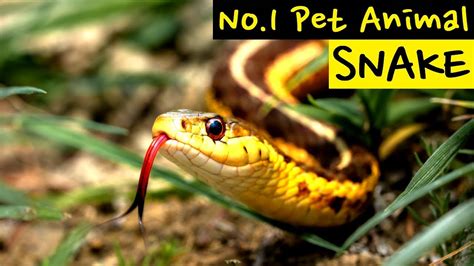 🐍 Snake reptile hissing sound pet animal video 🔊 뱀이 내는 소리 파충류 애완동물 - YouTube