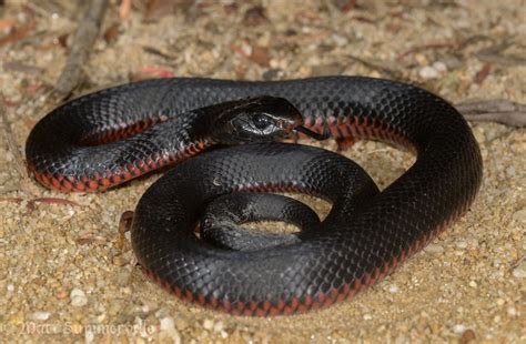 Aussie elapids - Field Herp Forum in 2021 | Snake, The blue mountains ...