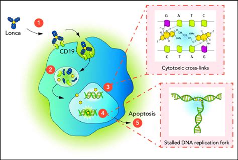 Mechanism of action of PBD-ADCs (loncastuximab tesirine [Lonca]). (1)... | Download Scientific ...