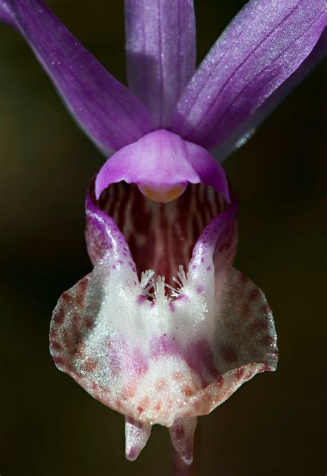 Robin Loznak Photography: Rare orchid