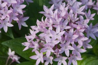 Egyptian star flower, Egyptian Star Cluster, Pentas Photo, characteristics and description ...