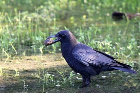 American Crow-Appearance, Habitat,Behavior,Nesting,Diet