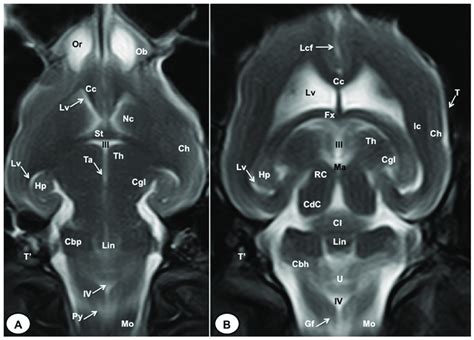 T2W dorsal MRI images of the crested porcupine head at the level of the... | Download Scientific ...