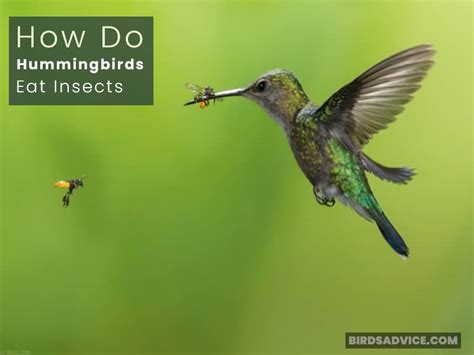 Do Hummingbirds Eat Seeds? A Helpful BirdsAdvice Guide