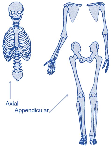 Appendicular Skeleton Axial Skeleton : The Skeleton And The Muscles ...