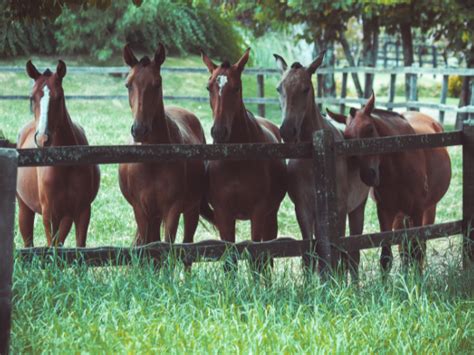 Dealing with Founder aka Laminitis in Horses | Springtime Supplements