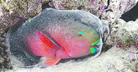 TIL that parrot fish make white sand beaches : todayilearned