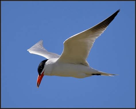 Pacific Terns | BIRDS in BACKYARDS