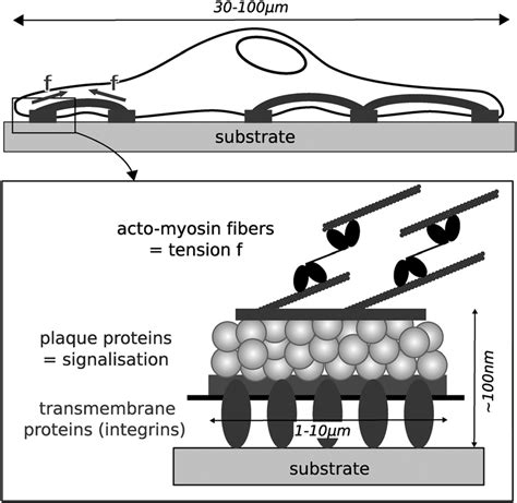 Schematic view of the cell-matrix adhesions named focal adhesions. The ...