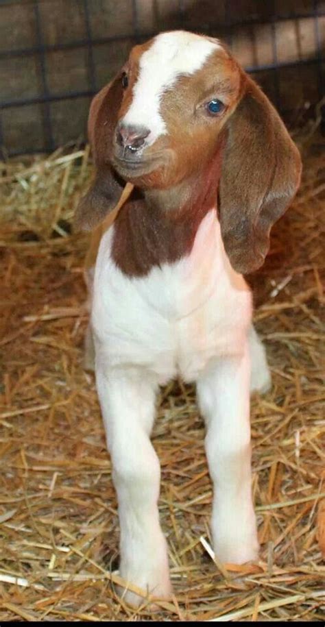 Pin by Jose David Rodriguez Estevez on animals | Baby farm animals, Goats, Boer goats