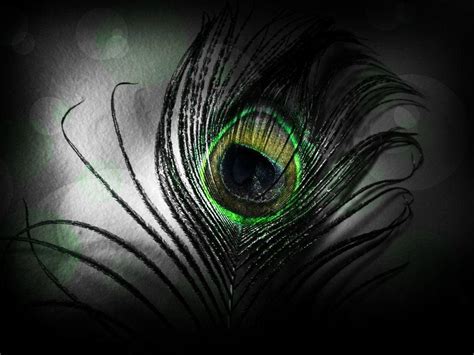 Black Peacock Wallpapers - Top Free Black Peacock Backgrounds - WallpaperAccess