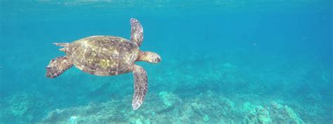 Honolua Bay | The Best Snorkeling in Maui