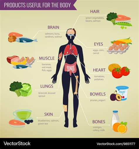 Products useful for the body healthy eating Vector Image