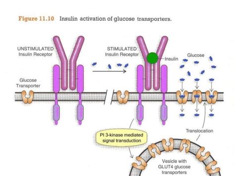 glucose metabolism insulin