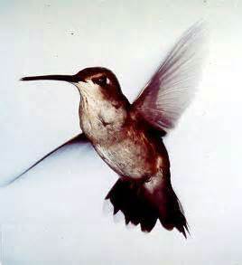 Hummingbird Nesting