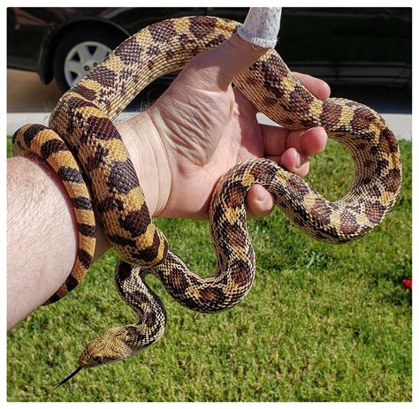 Wild sonoran gopher snake LTC het albino - Other Colubrids - MorphMarket Reptile Community