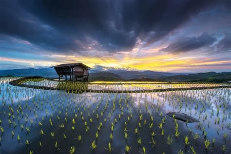 Chiang Mai rice field by sarawutkaka - VIEWBUG.com