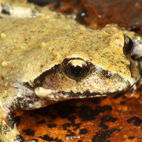 New mountainfrog species identified in Southeast Queensland | The ...