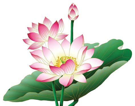 Pink Lotus PNG Free Image - PNG All | PNG All