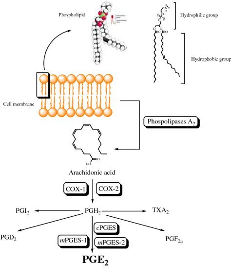 Figure 1 from Inhibition of prostaglandin E(2) production by synthetic minor prenylated ...