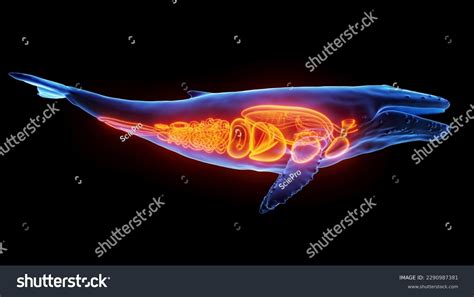 3d Rendered Illustration Humpback Whale Anatomy Stock Illustration ...