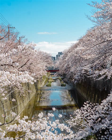 Tokyo's Not So Secret Cherry Blossoms Spots