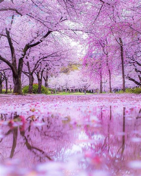 The beautiful Sakura trees of Japan | Cherry blossom japan, Sakura tree ...