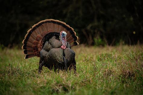 Full Strut Osceola Turkey Photograph by David McCleaf - Pixels