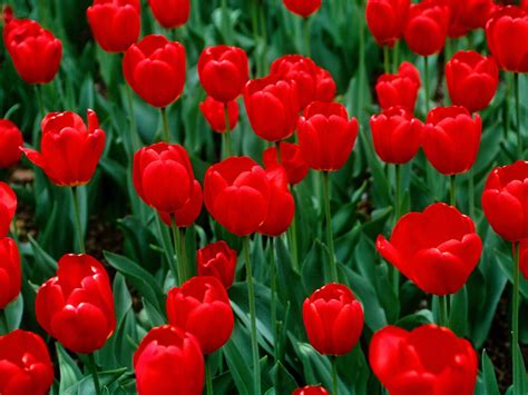 Red Tulips Wallpaper | Red perennials, Red flower wallpaper, Tulips flowers