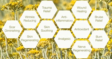 The Magic of Helichrysum italicum Essential Oil – Nomad Botanicals