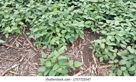 Indian Subcontinent Black Gram Crop Field Stock Photo 1757725547 | Shutterstock