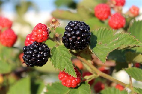 Blackberry Picking