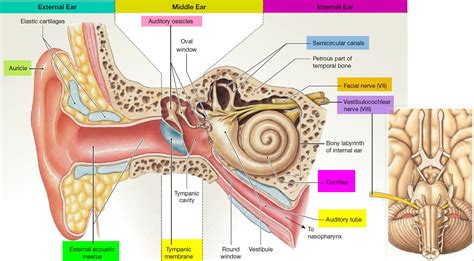 Anatomy Of the Ear Labeled Inspirational Human Ear Anatomy Parts Of Ear Structure Diagram and ...