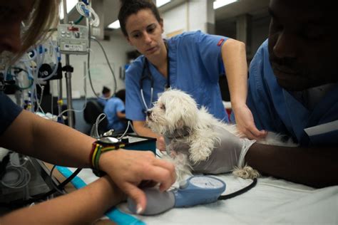 Welcome to the special hospital where pets are treated better than most human patients