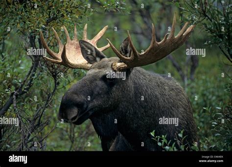 Bull European elk / Moose (Alces alces) portrait, Sarek National Stock ...