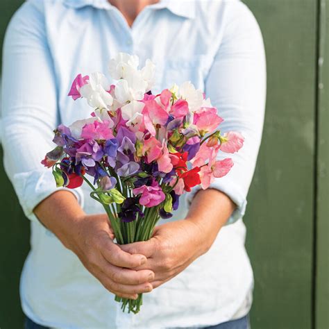 Mammoth Choice Mix - Sweet Pea Seed - Aeseeds