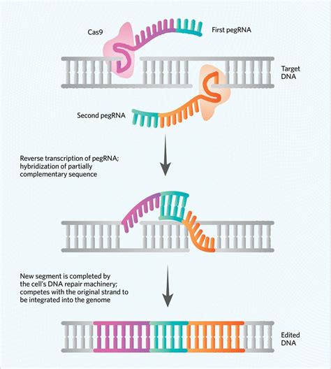 With Two RNA Guides, Editing Technique Writes Long DNA Insertions ...