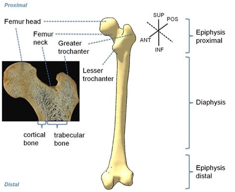 Femur Landmarks Labeled